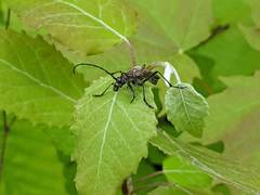 Anthophylax attenuatus