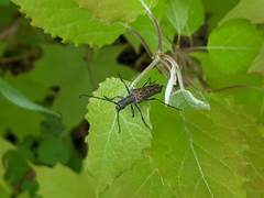 Anthophylax attenuatus