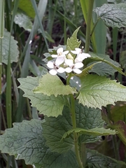 Alliaria petiolata