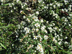 Cotoneaster buxifolius