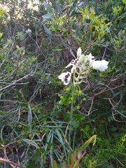 Ornithogalum arabicum
