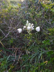 Ornithogalum arabicum