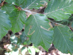 Stigmella hemargyrella