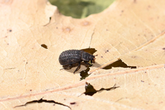 Trox scaber
