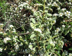 Cotoneaster buxifolius