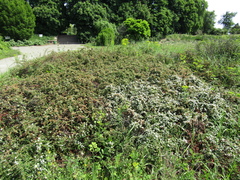 Cotoneaster buxifolius