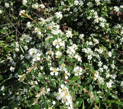 Cotoneaster buxifolius