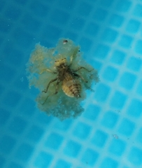 Anisoptera