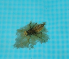 Anisoptera