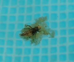 Anisoptera