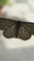 Idaea seriata