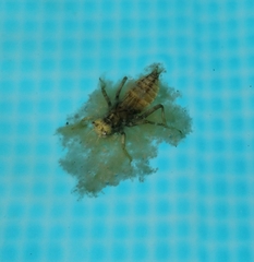 Anisoptera