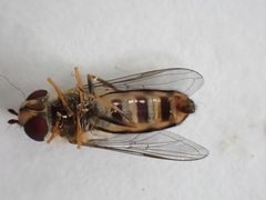 Eupeodes americanus