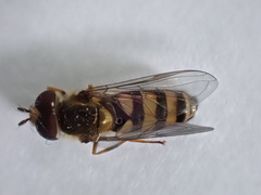 Eupeodes americanus