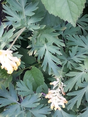Corydalis nobilis