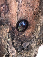 Paropsisterna semivittata