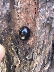 Paropsisterna semivittata