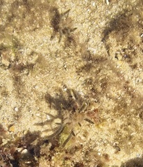 Cladostephus spongiosus