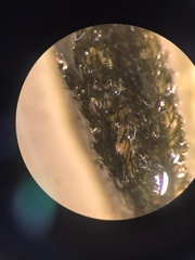 Cladostephus spongiosus