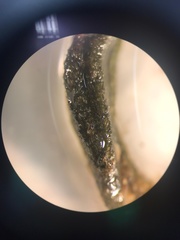 Cladostephus spongiosus