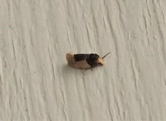 Henricus edwardsiana