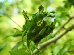 Phyllocoptes goniothorax