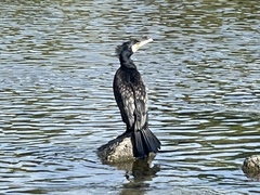 Phalacrocorax carbo
