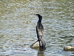 Phalacrocorax carbo