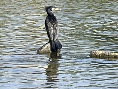 Phalacrocorax carbo