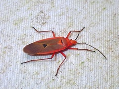 Dysdercus fuscomaculatus