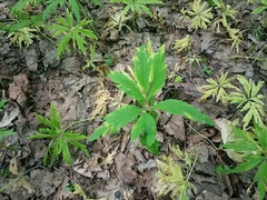 Anemonoides ranunculoides