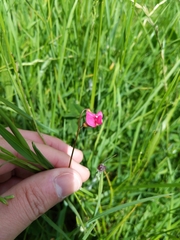 Lathyrus nissolia