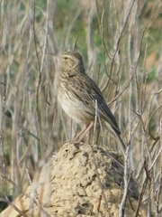 Certhilauda curvirostris brevirostris