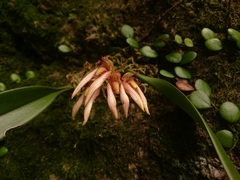 Bulbophyllum bicolor