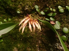 Bulbophyllum bicolor