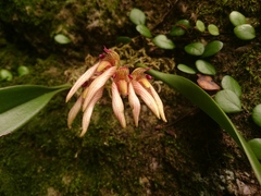 Bulbophyllum bicolor