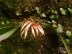 Bulbophyllum bicolor