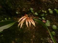 Bulbophyllum bicolor