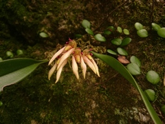 Bulbophyllum bicolor