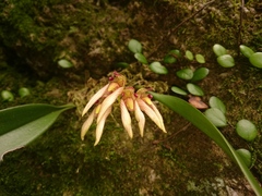 Bulbophyllum bicolor