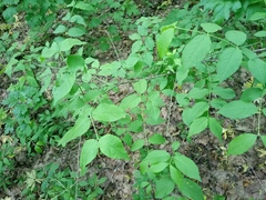 Euonymus verrucosus