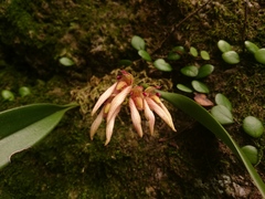 Bulbophyllum bicolor