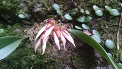 Bulbophyllum bicolor