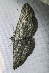 Chrysolarentia severata