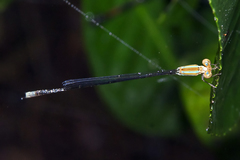 Aciagrion pallidum