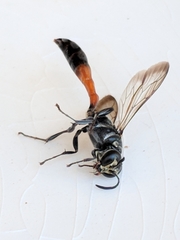 Trypoxylon californicum