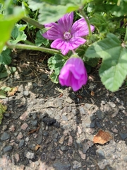 Malva sylvestris