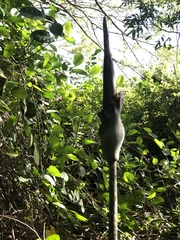 Amorphophallus hirtus