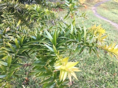 Araucaria