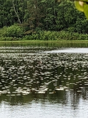 Podiceps cristatus